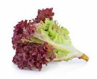 Lettuce Leaf, Red