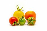 Tomato Medley