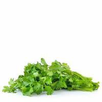 Cilantro