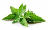 Fresh Mint