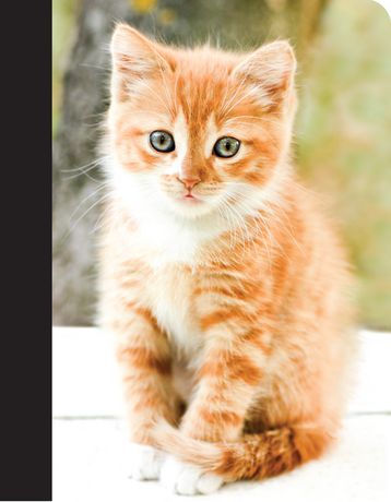 Kitty Composition Book