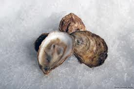 Oysters