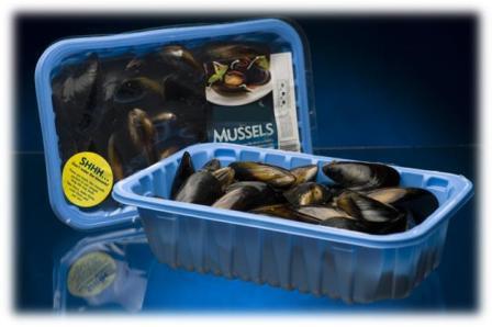 Live Blue Mussels Farmed