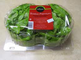 Boston Lettuce