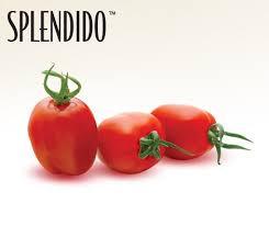 Tomatoes, Extra Sweet Grape