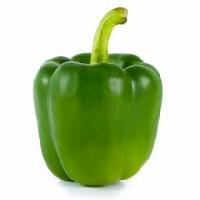 Pepper, Green Bell