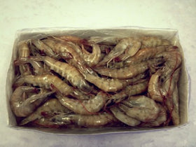 Whole Shrimp 40/50