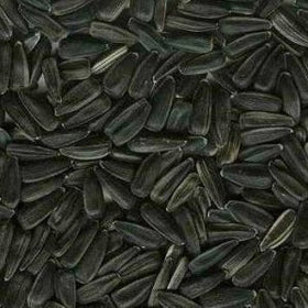 Black Oil Sunflower Seed